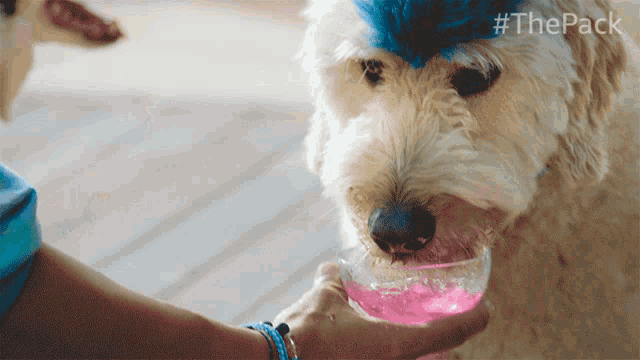 Drinking Derby GIF - Drinking Derby The Pack GIFs