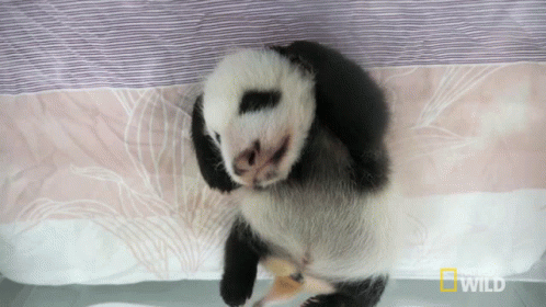Stretching Pampered Pandas GIF - Stretching Pampered Pandas Sleeping GIFs