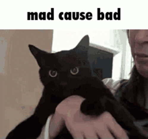 Mad Cause Bad Mad GIF - Mad Cause Bad Mad Cat GIFs
