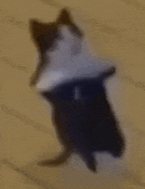a black and white cat is walking on the floor .