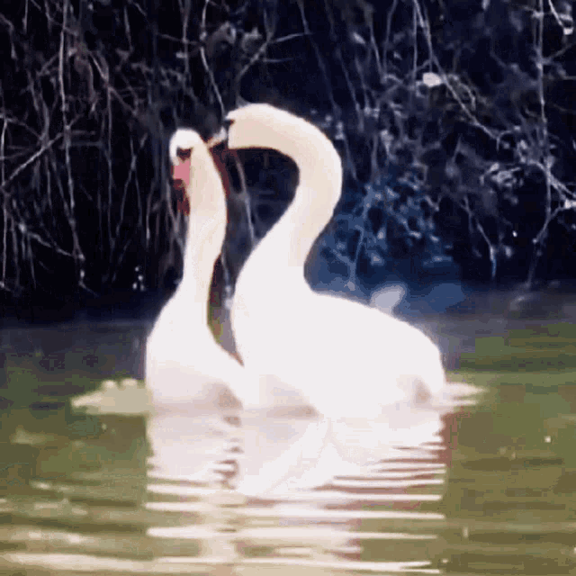 Swan Heart GIF