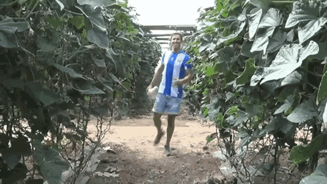 a man wearing a blue and white striped shirt is walking through a maze of plants