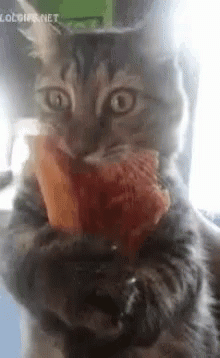 Happy National Pepperoni Pizza Day Funny Animals GIF - Happy National Pepperoni Pizza Day Funny Animals Cat GIFs