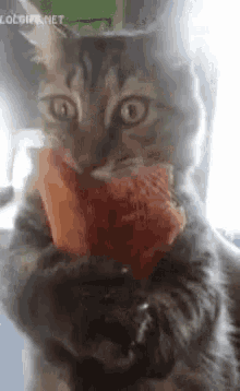 a close up of a cat eating a piece of watermelon