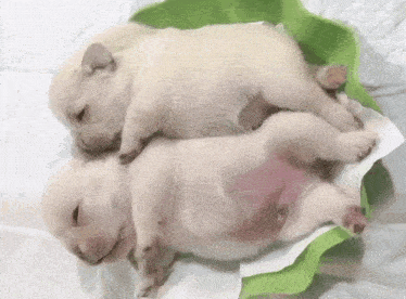 two puppies are sleeping on top of each other on a green blanket