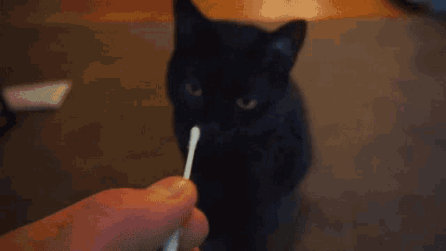 a black cat looking at a person holding a cotton swab