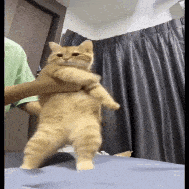 a cat is being held by a person on a bed .