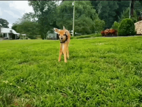 a small deer standing in a grassy field with trees in the background