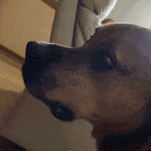 a close up of a brown dog 's face with a white couch in the background