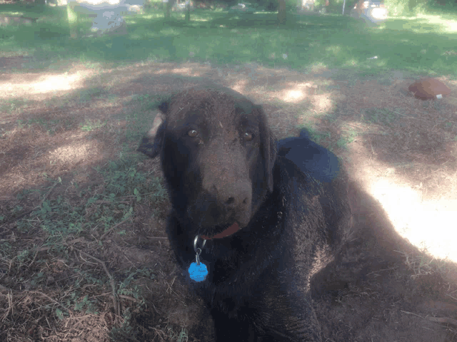 a black dog with a blue tag on its neck looks at the camera