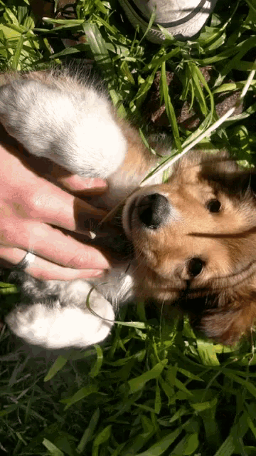 Cute Dog Play GIF - Cute Dog Play GIFs