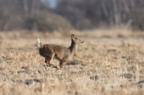 Jump GIF - Deer Run Jump GIFs