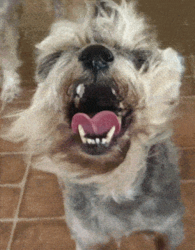 a close up of a dog with its tongue out