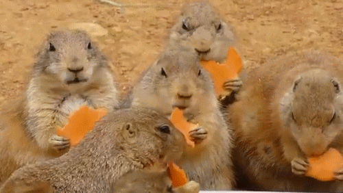 Time For Lunch? GIF - Viral Hungry Lunch GIFs