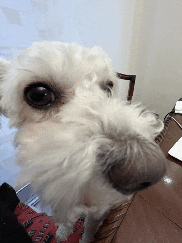 a close up of a dog 's face with a blanket that says ' diet coke ' on it
