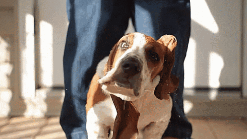 Dog Basset Hound GIF - Dog Basset Hound Basset GIFs