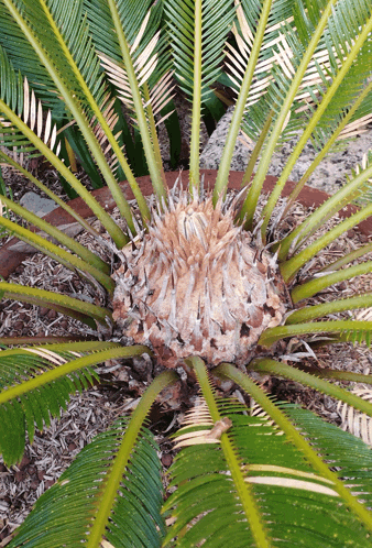 a close up of a palm tree 's leaves with a brown center