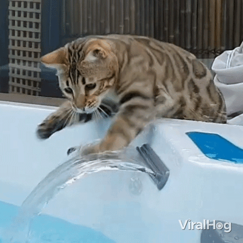 Cat Playing With Water Viralhog GIF - Cat Playing With Water Cat Viralhog GIFs