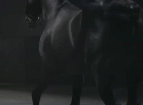 Animal Horse GIF - Animal Horse Commercial GIFs