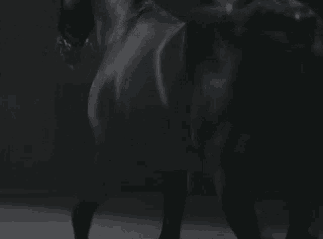a close up of a black horse 's back in a dark room