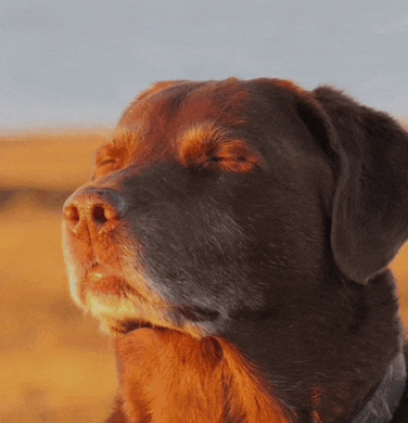 a close up of a brown dog 's face with its eyes closed