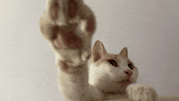 Cat Uwurtx GIF - Cat Uwurtx Discordnootnootbubles GIFs