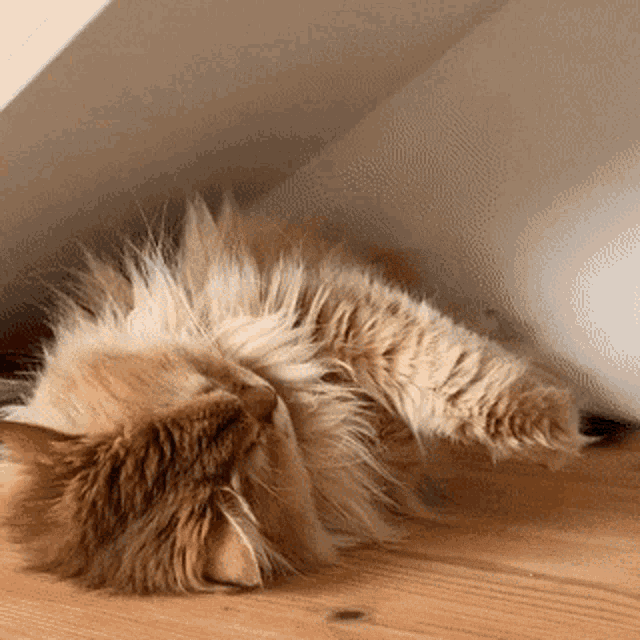 Kitty Cat GIF - Kitty Cat Stretch GIFs