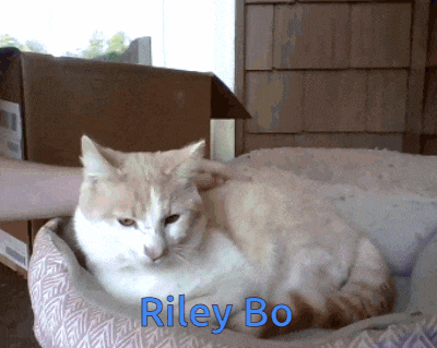 a cat laying in a bed with the name riley bo above it