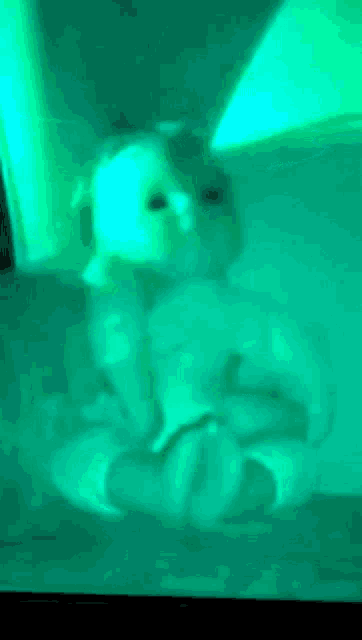 Possessed Doll Paranormal GIF - Possessed Doll Paranormal Creepy GIFs