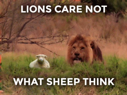 Lions Sheep GIF