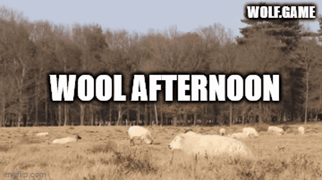 Wool Afternoon Wool GIF - Wool Afternoon Wool Woolish GIFs
