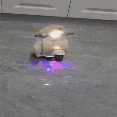 Hamster Scooter GIF - Hamster Scooter Explosion GIFs