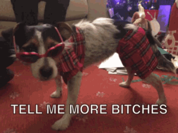 a dog wearing sunglasses and a plaid shirt with the words tell me more bitches above it