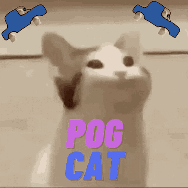 Pog Cat GIF - Pog Cat GIFs