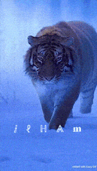 a tiger is walking across a blue background with the name irham