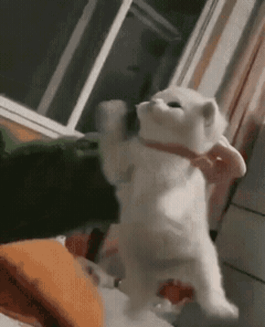 a white cat wearing a pink collar is standing on its hind legs .