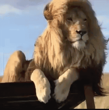 Lion Majestic GIF