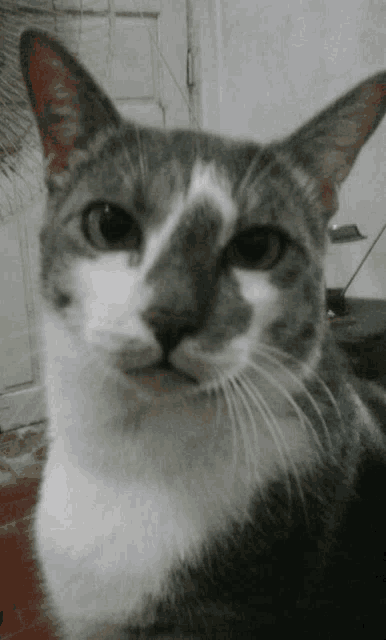 a gray and white cat looks at the camera