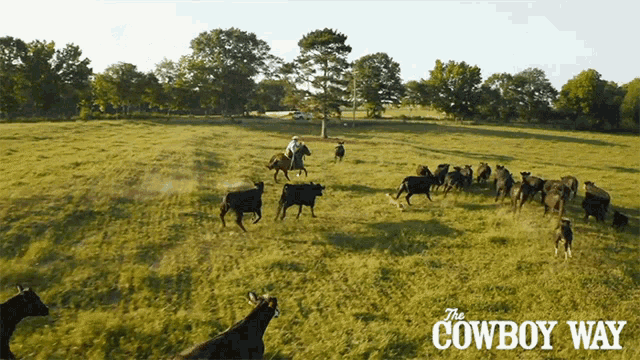 Herding The Cowboy Way GIF - Herding The Cowboy Way Cows GIFs