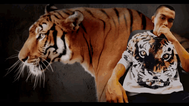 Obert Tiger Tiger GIF - Obert Tiger Tiger Terbaik GIFs
