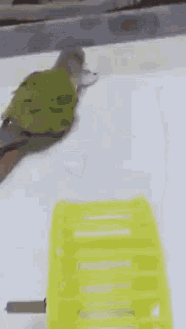 a green bird is playing with a yellow hamster wheel on a white surface .