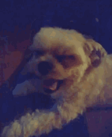 a close up of a dog 's face with a dark background