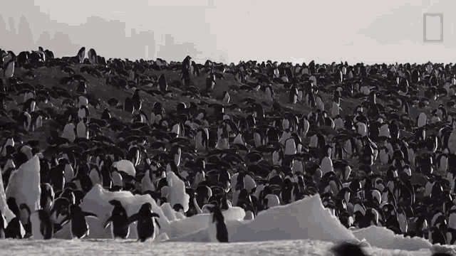 Penguin Colony Continent7 GIF - Penguin Colony Continent7 Antarctica GIFs