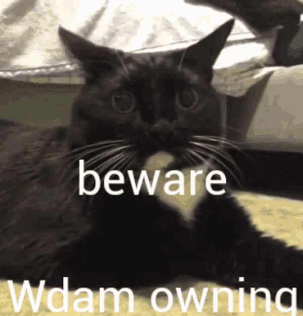 a black cat is laying down with the words beware wdam owning above it