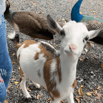 a brown and white goat standing next to a person