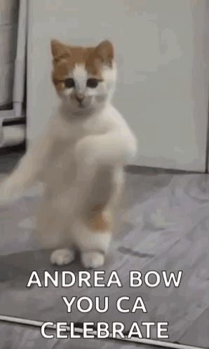 Dancing Cat Dance GIF - Dancing Cat Dance Cat GIFs