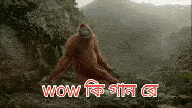 a monkey is standing in a forest with the words wow in the corner