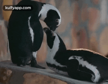 two penguins are standing next to each other on a tree branch .