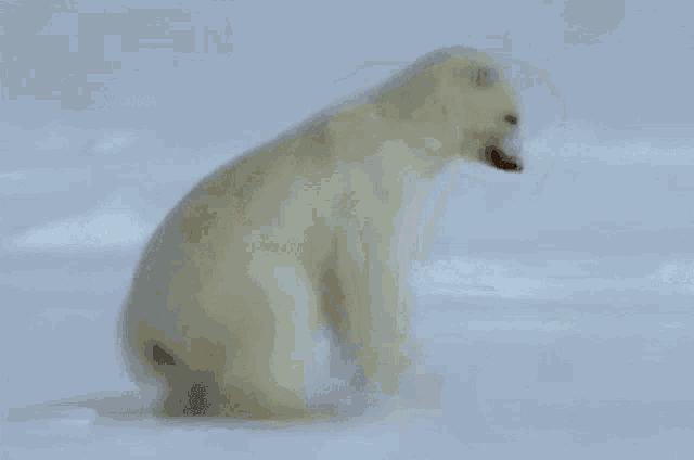 a polar bear standing on its hind legs next to a picture of a skeleton