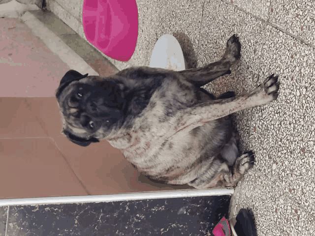 a pug dog laying on a tiled floor with a pink bowl in the background